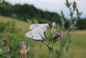 aporia crataegi  pieride del biancospino 